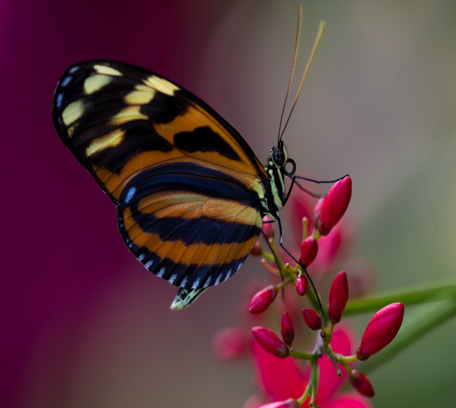 Ein schmetterling sitzt auf einer blume (abej, beograd, schmetterling)