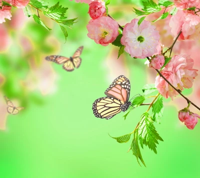 art, beautiful, butterfli, cherrylblossom, floral