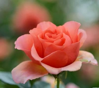 Flor de rosa coral en el jardín de Belgrado