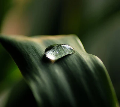 Una sola gota de lluvia descansando sobre una hoja verde exuberante, capturando la belleza de la simplicidad de la naturaleza.