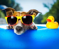 chien, canard, soleil, eau