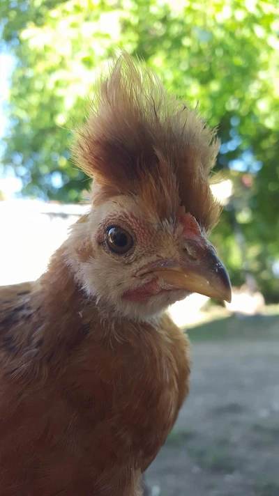 A quirky chicken with a stylish crest, set against a lush, green farm backdrop.