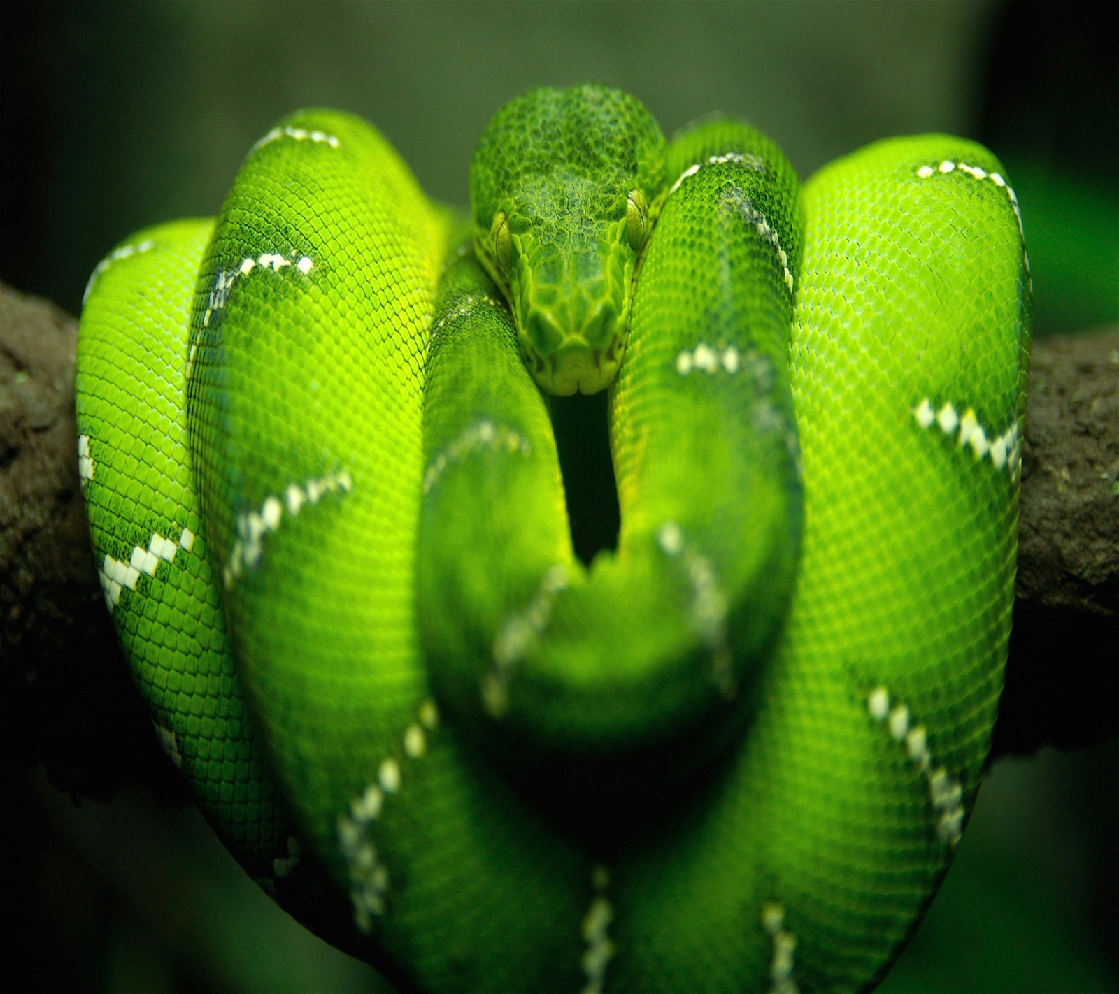 A close up of a green snake on a branch with its mouth open (2160x1920, wallpaper)