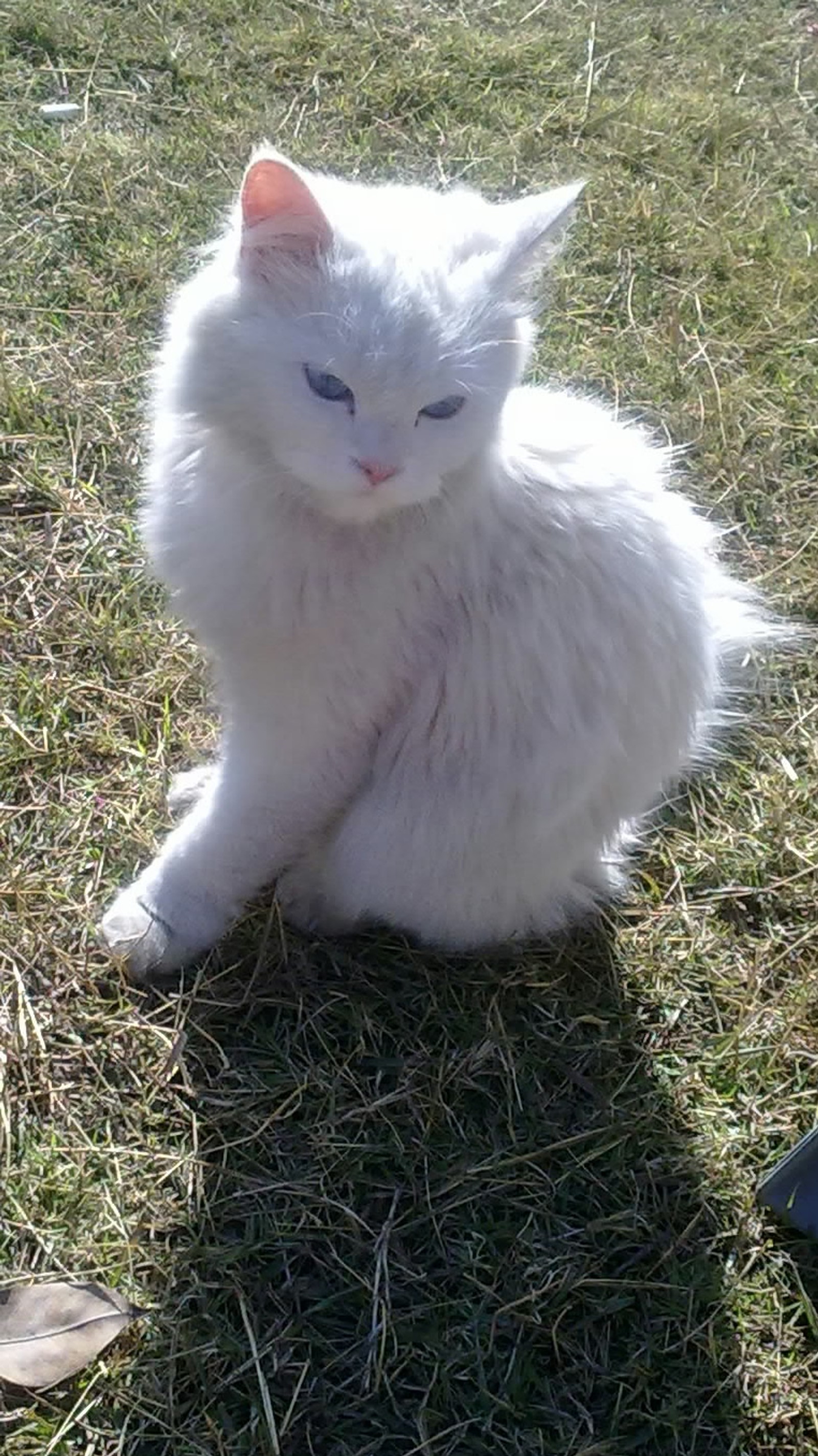 Hay un gato blanco sentado en la hierba junto a una persona de pie (cat, cato, lindo, inocente, lirio)