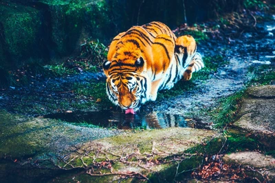 Un majestuoso tigre de Bengala se agazapa junto a un pequeño estanque, bebiendo delicadamente mientras está rodeado de exuberante vegetación y un terreno accidentado.