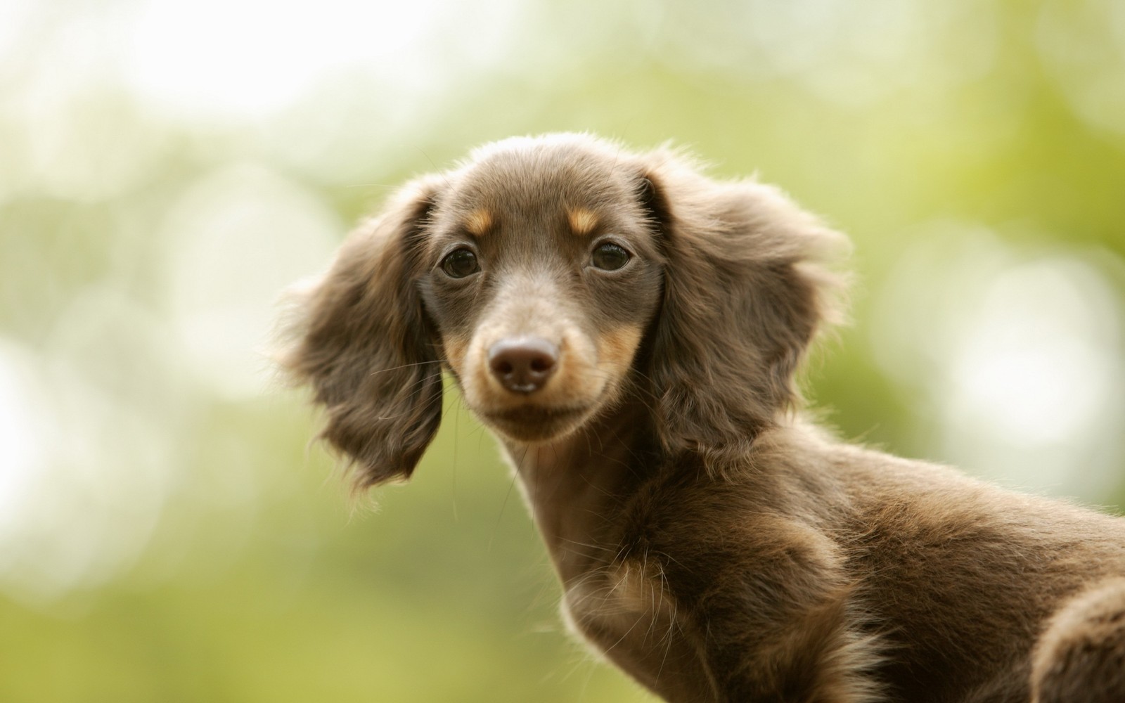 There is a small brown dog that is standing in the grass (puppy, dachshund, dog breed, snout, companion dog)