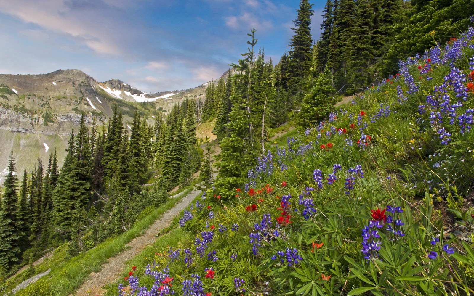 Lade natur, wildnis, wiese, wildblume, vegetation Hintergrund herunter