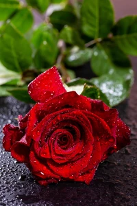 Rosa roja vibrante con gotas de rocío en un fondo de hojas