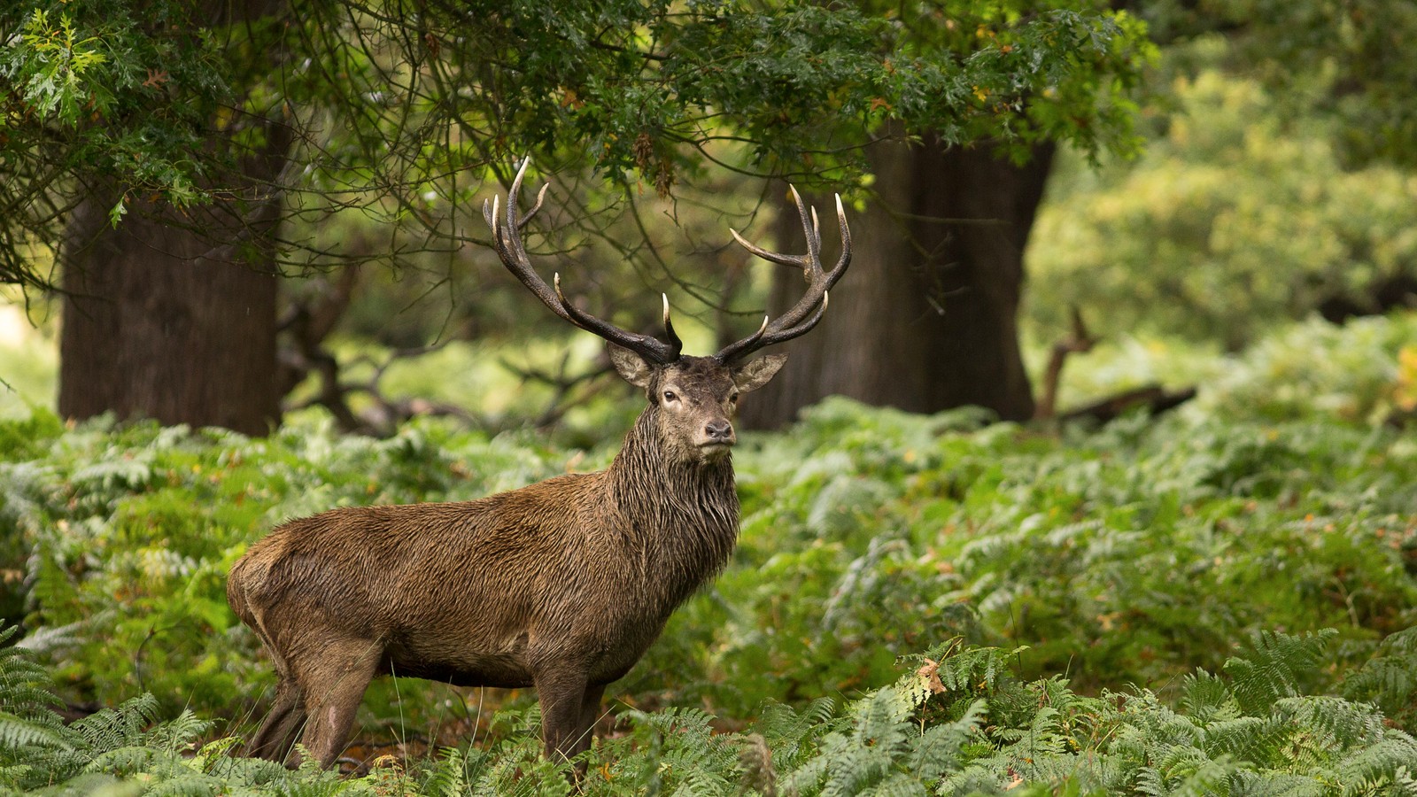 deer, wildlife, nature reserve, woodland, grass wallpaper