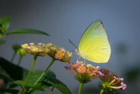 Yellow Butterfly Pollinating Vibrant Flowers