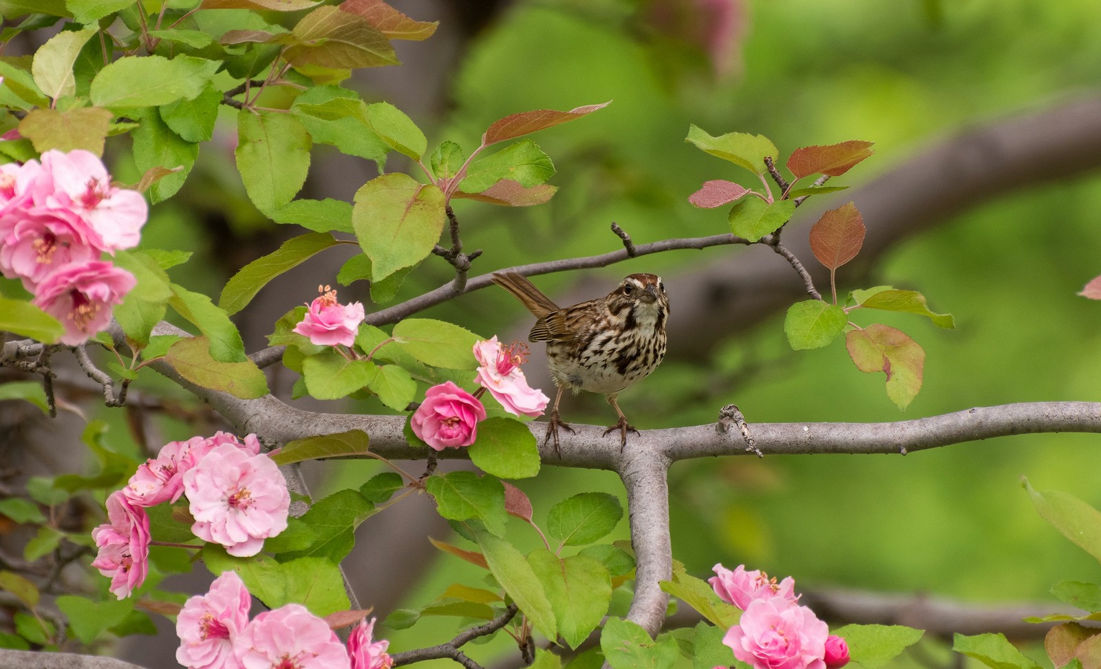 Un oiseau est assis sur une branche d'un arbre (oiseau, moineau domestique, fleur, plante, printemps)