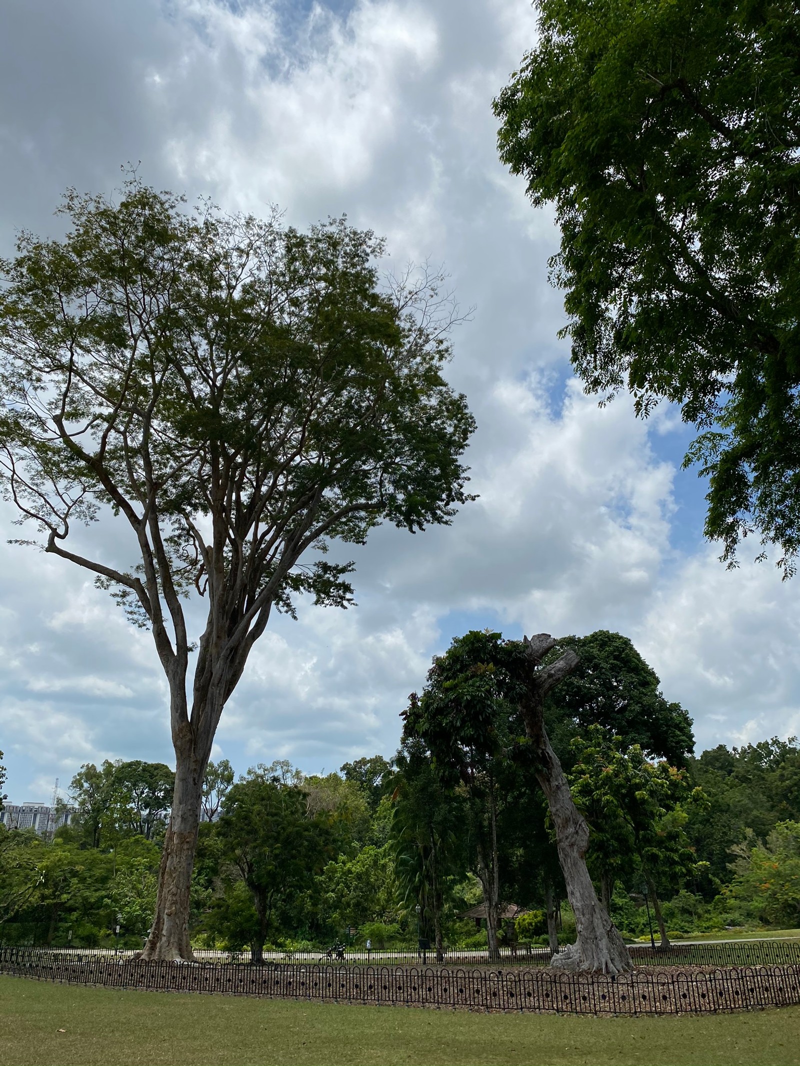 Há uma girafa em pé na grama ao lado de uma árvore (folha, ramo, nuvem, árvore, planta lenhosa)