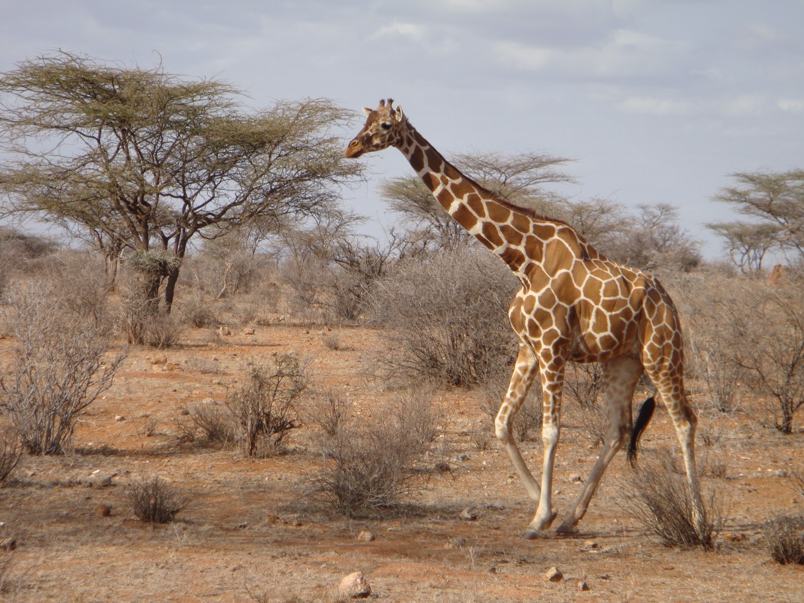 Uma girafa caminhando no deserto com árvores ao fundo (savana, girafa, giraffidae, animal terrestre, fauna)