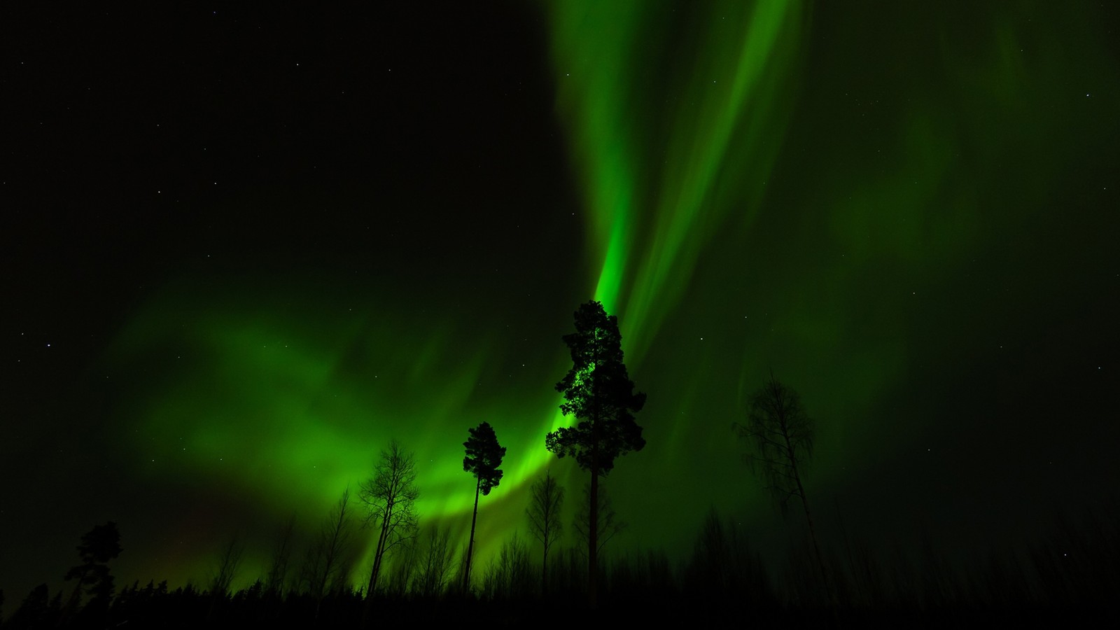 Uma aurora boreal verde sobre uma floresta com árvores e estrelas (aurora, paisagem, verde, natureza, luz)