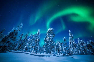 Verzaubernde Aurora über einem verschneiten Winterwald