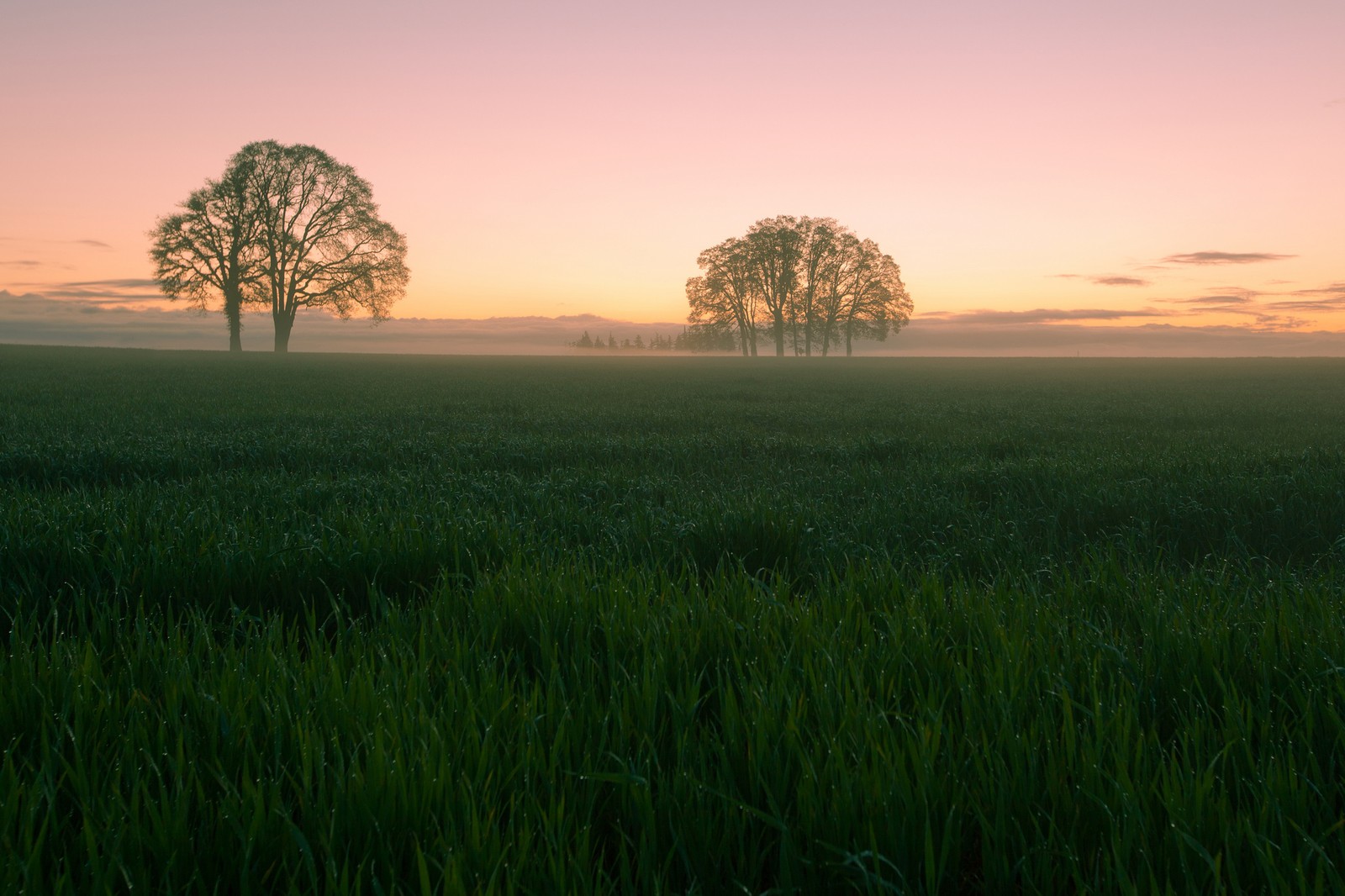 Vue aérienne d'un champ avec des arbres et un ciel brumeux (champ, prairie, matin, herbe, plaine)