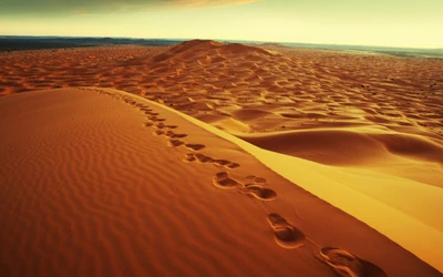 Empreintes dans les dunes dorées du désert du Sahara au coucher du soleil