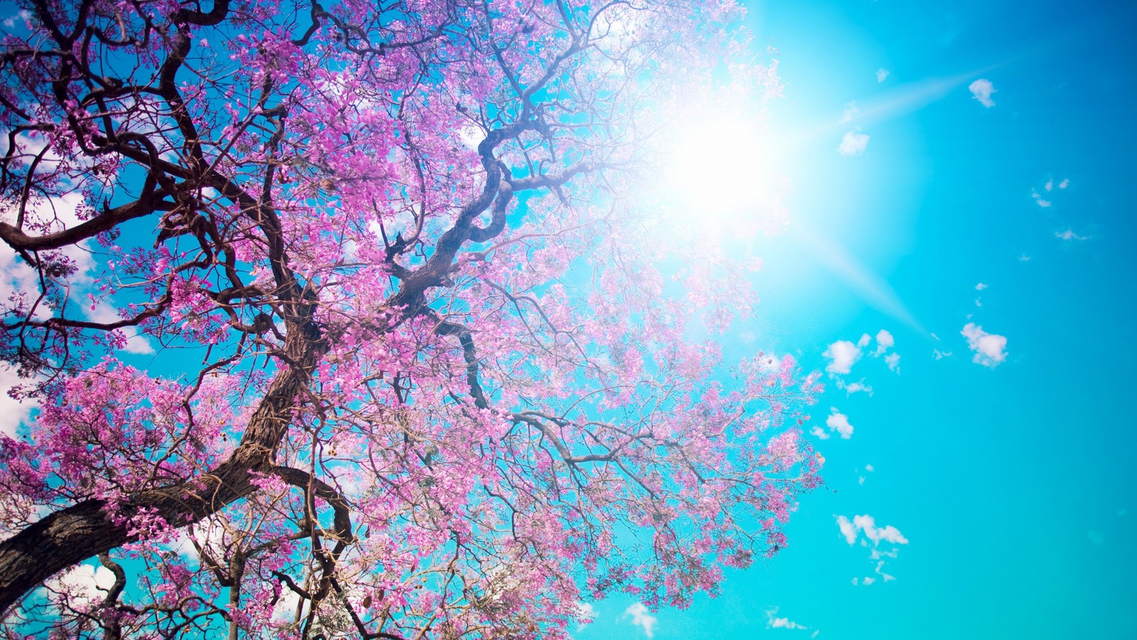 Um close de uma árvore com flores rosas e o sol brilhando através dela (azul, rosa, florescimento, flor de cerejeira, primavera)