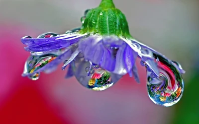 Pétalo de flor violeta adornado con gotas de rocío en fotografía macro