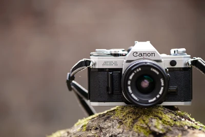 Canon AE-1 Spiegelreflexkamera auf einem moosbedeckten Stamm