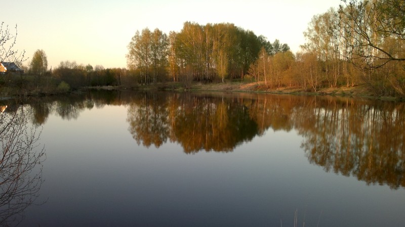 Деревья отражаются в воде озера вечером (отражение, природа, водоем, вода, банк)