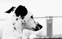 Monochrome Portrait of a Galgo Español in Profile