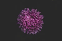 Fleur de chrysanthème violet vif sur un fond sombre