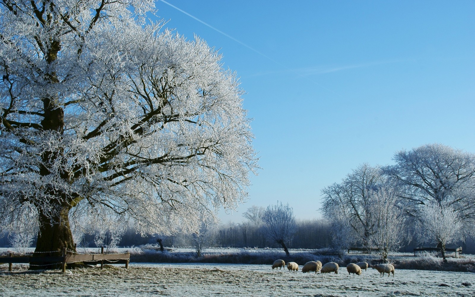 Araffes in a field with a tree and a bench (winter, snow, tree, frost, freezing)