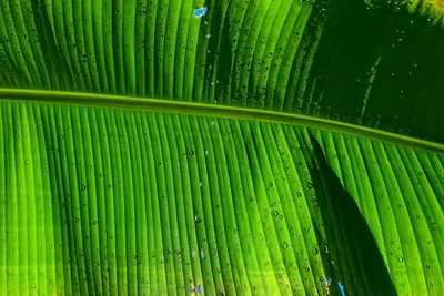 banana leaf, green background, texture, pattern, water drops