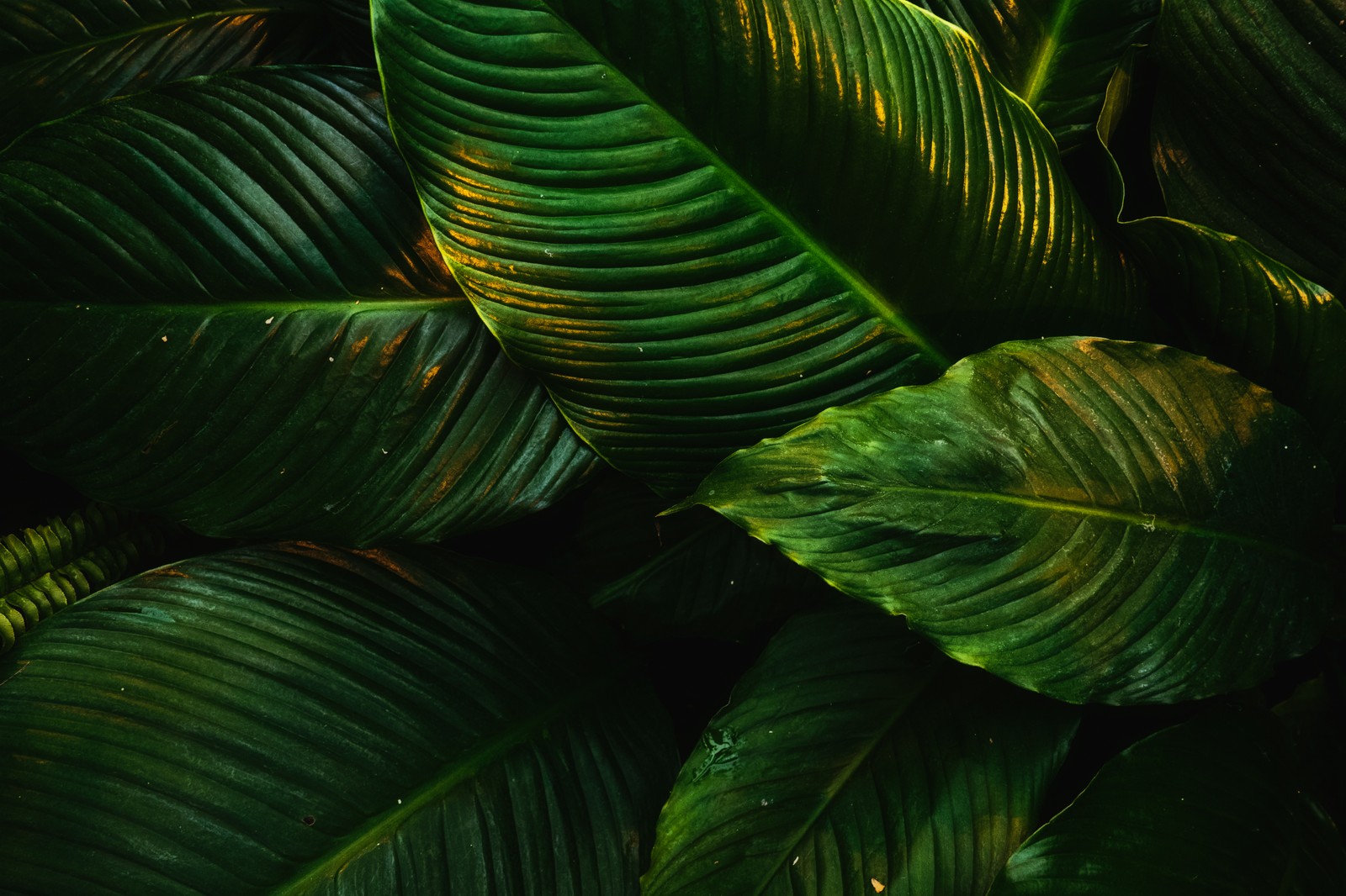 A close up of a green plant with a lot of leaves (tropical, green leaves, plant, 5k, nature)