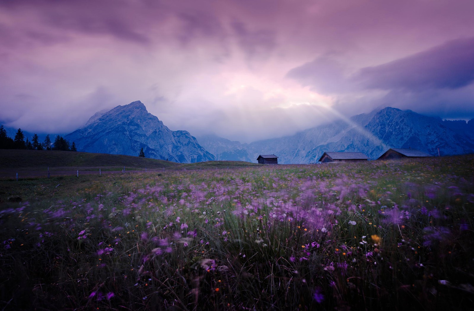 Flores moradas en un campo con montañas de fondo (paisaje, naturaleza, montaña, formas montañosas, desierto)