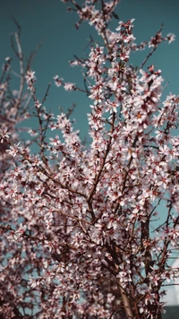 Árvore de cerejeira em plena floração