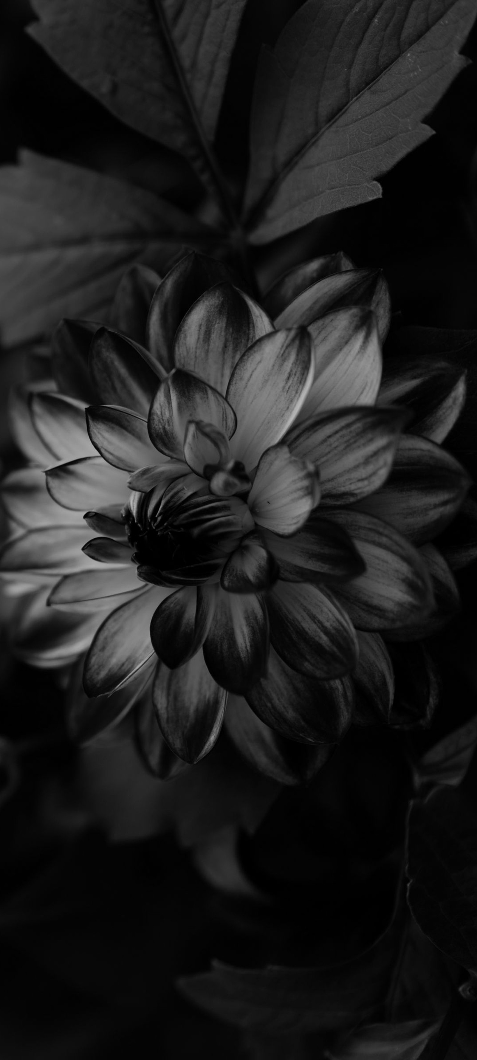 Una foto en blanco y negro de una flor con hojas de fondo (dalia, flor, fototapiz, planta, blanco)