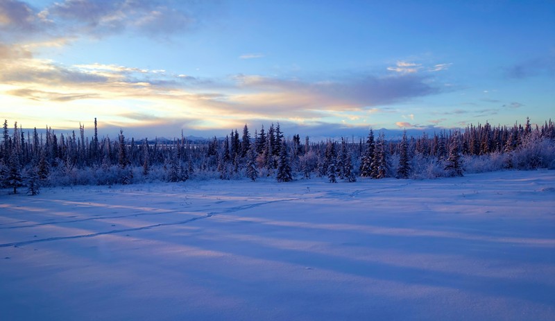 Вид на снежное поле с деревьями и горой вдали (аляска, alaska, снег, зима, облако)