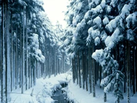 Serene Winter Wonderland: Snow-Covered Forest and Tranquil Stream