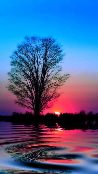 réfléchissant, coucher de soleil, arbre, eau