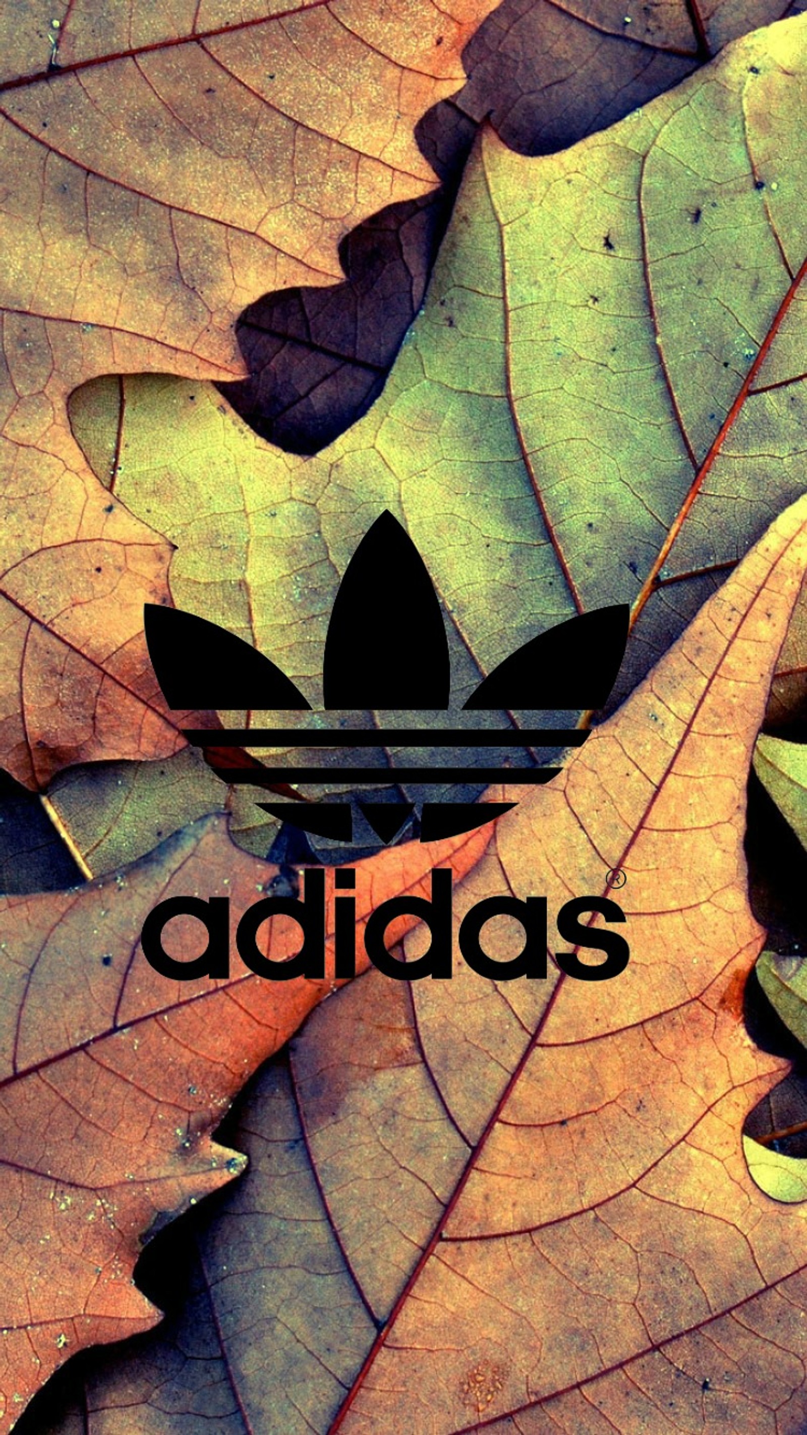 A close up of a leaf with a adidas logo on it (adidas, autumn, leaves, logo)