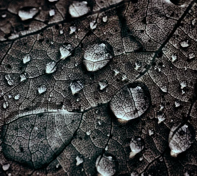 gotas, natureza, chuva, água