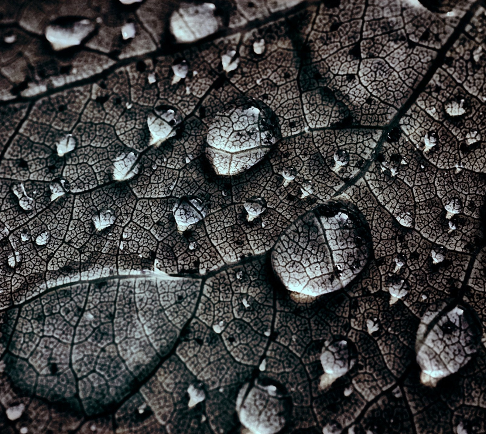 Un primer plano de una hoja con gotas de agua sobre ella (gotas, naturaleza, lluvia, agua)