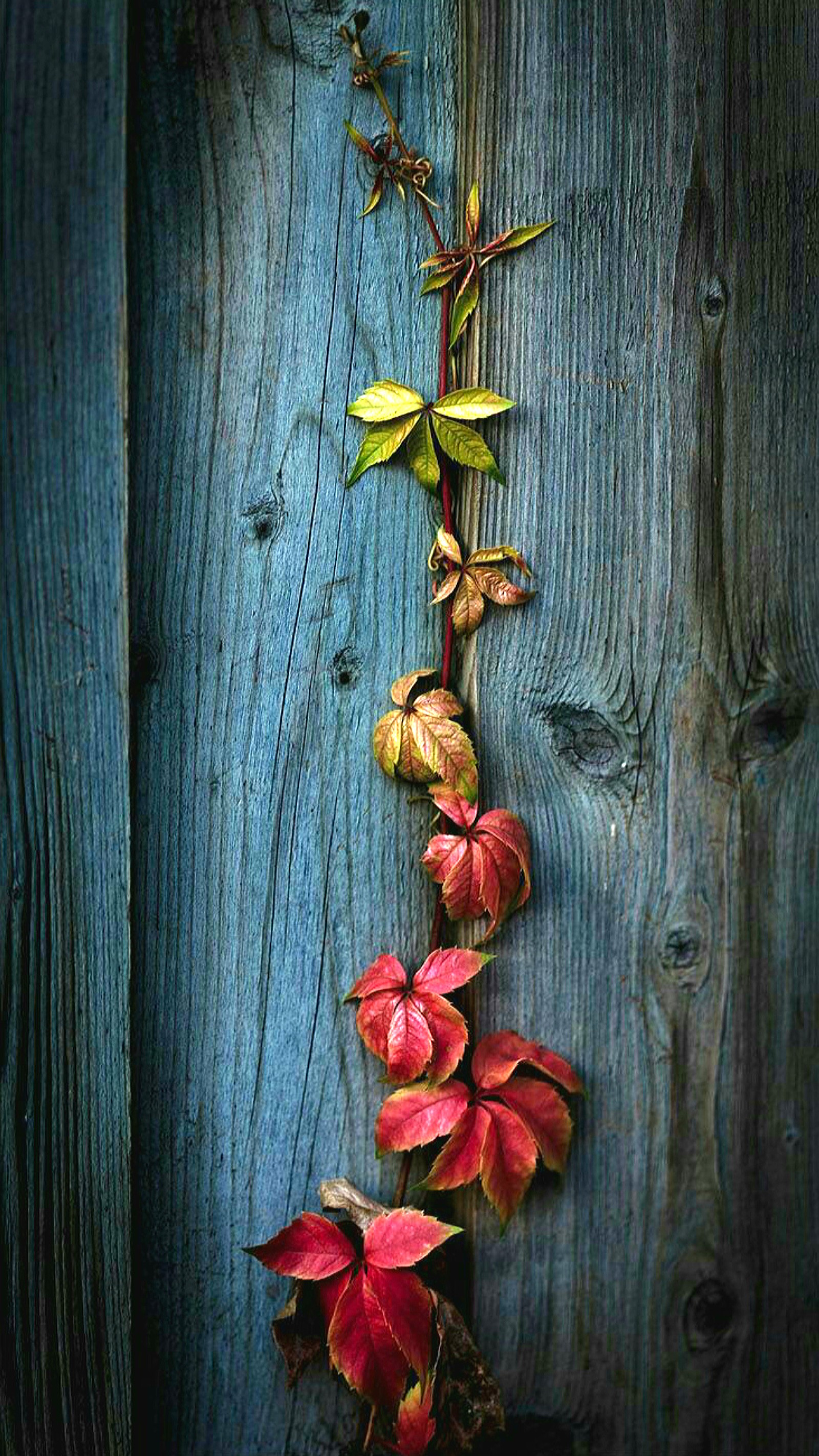 A close up of a vine with red leaves on a wooden fence (leaves, nature, wood)