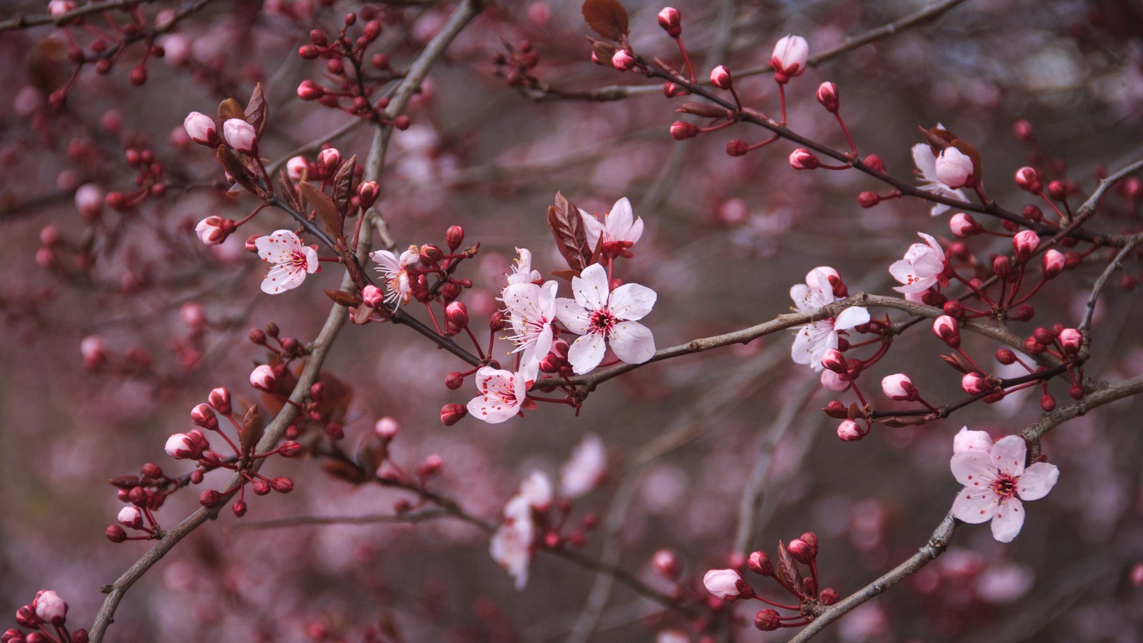 Скачать обои флорес uhd, flores uhd, flower uhd, red cherry blossom, red cherry ultra hd