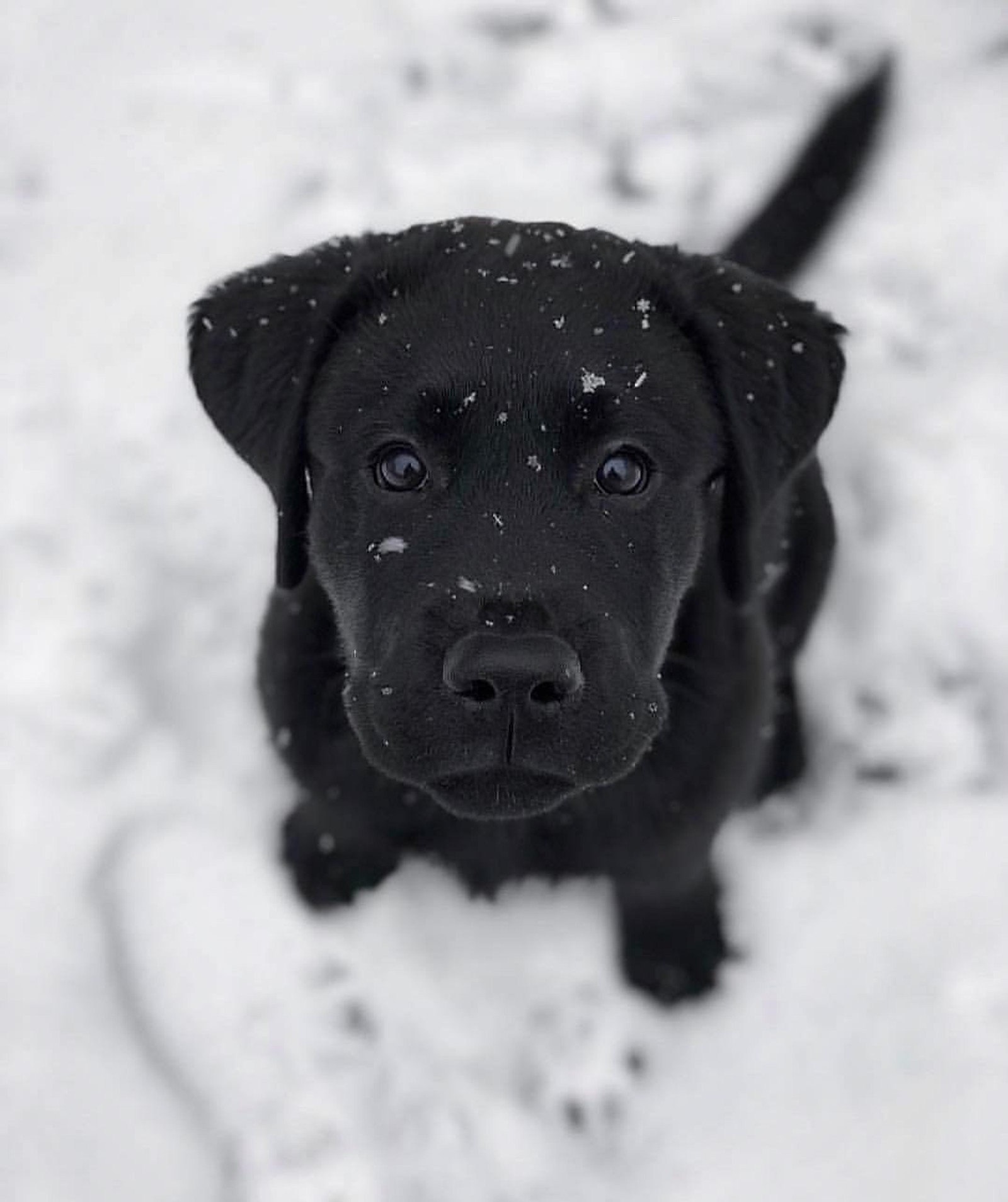 Un chien noir arafed assis dans la neige regardant l'appareil photo (noir, mignon, chien, chiens, animal de compagnie)