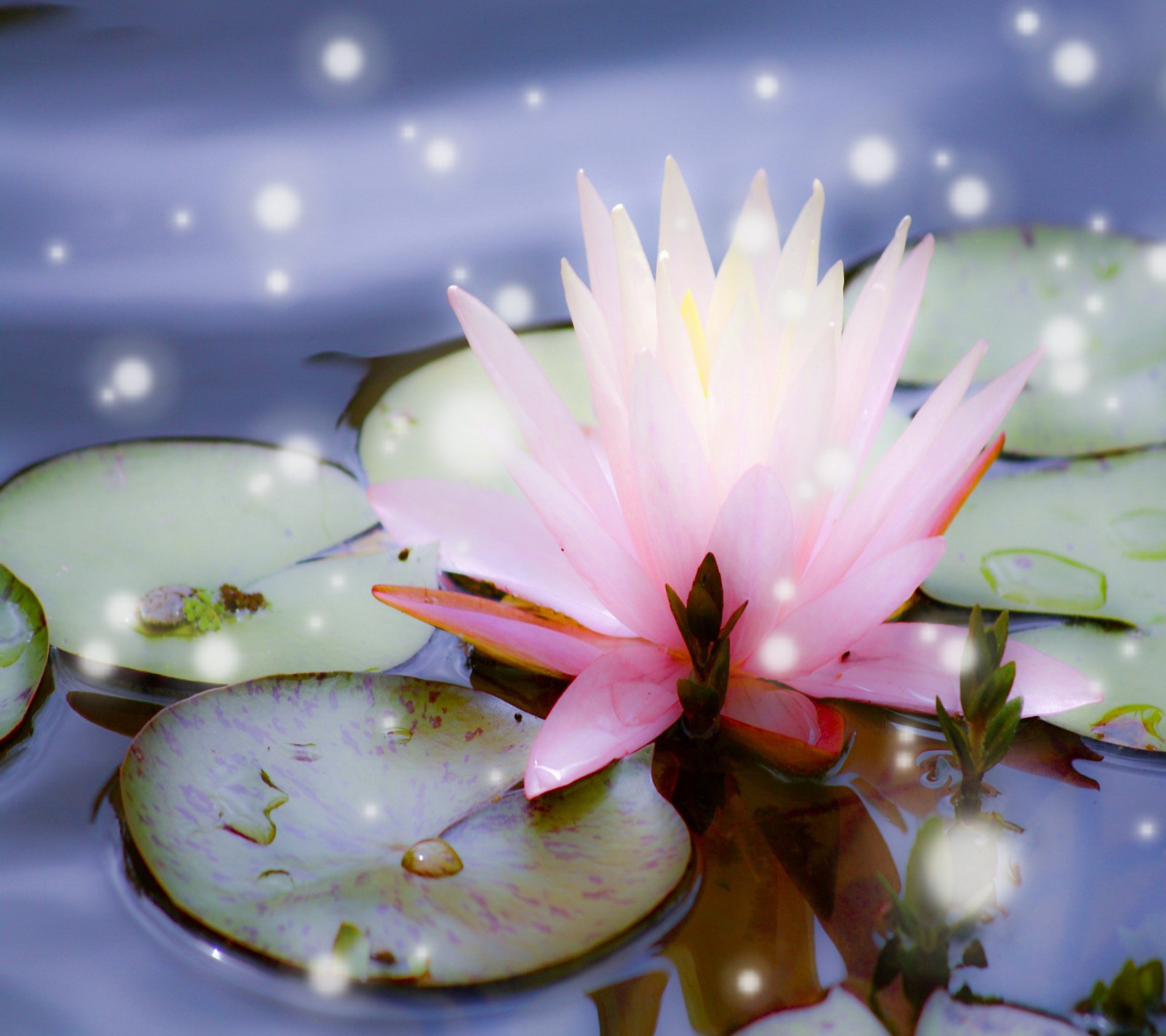 Il y a une fleur rose flottante sur un étang (bleu, fleur, étang, serein, nénuphar)