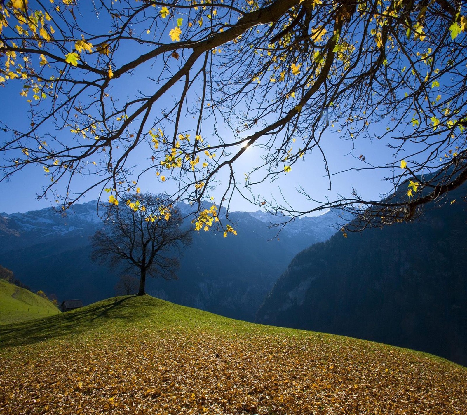 Un arbre aux feuilles jaunes sur une colline avec des montagnes en arrière-plan (beau, paysage, nature)