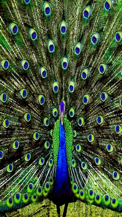 abstracto, animales, pavo real