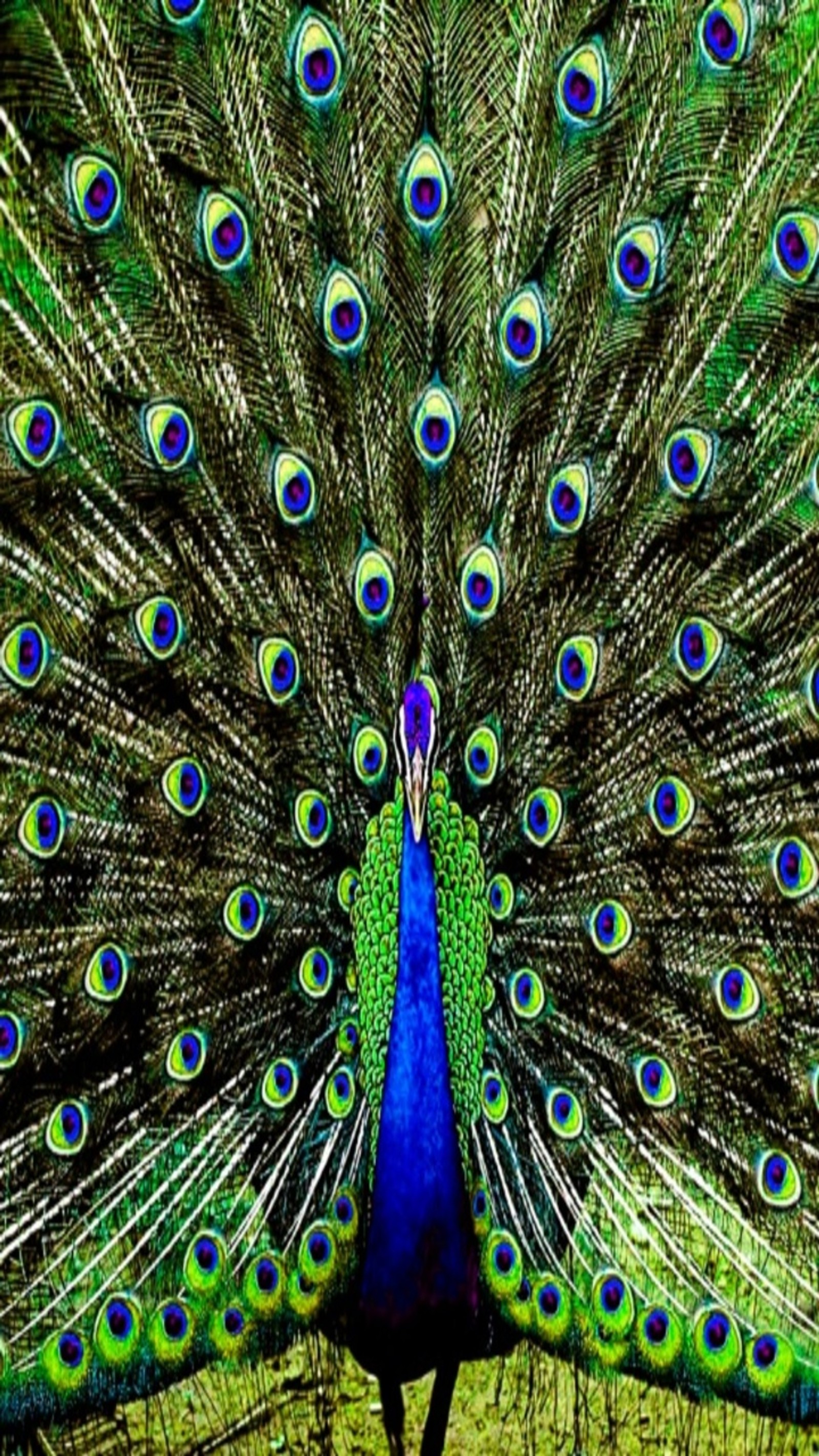 abstract, animals, peacock wallpaper