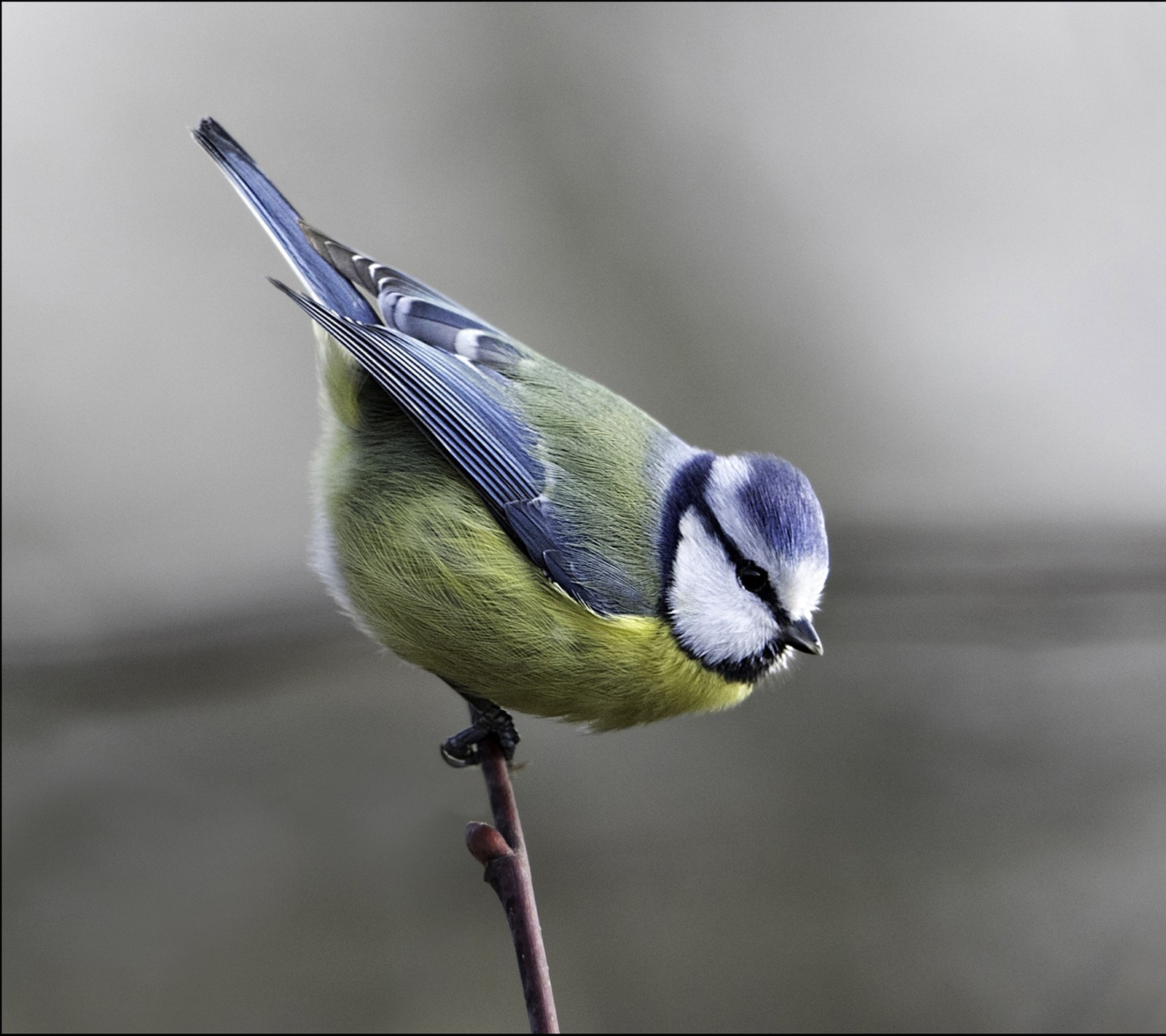 Ein kleiner vogel sitzt auf einem ast mit verschwommenem hintergrund (vogel, einsam)