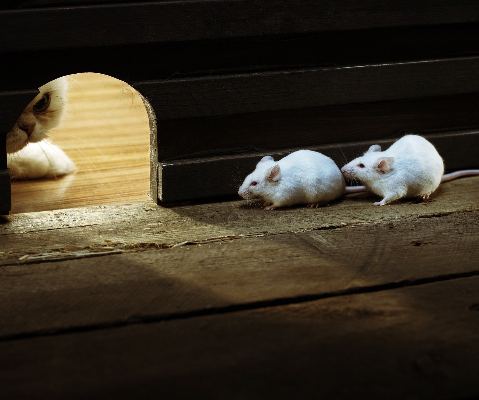 Três ratos sentados no chão (gato, engraçado, mouse)