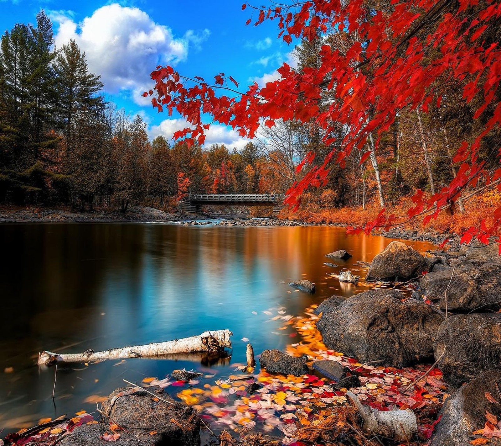 A view of a river with a bridge and a fallen tree (good, look)