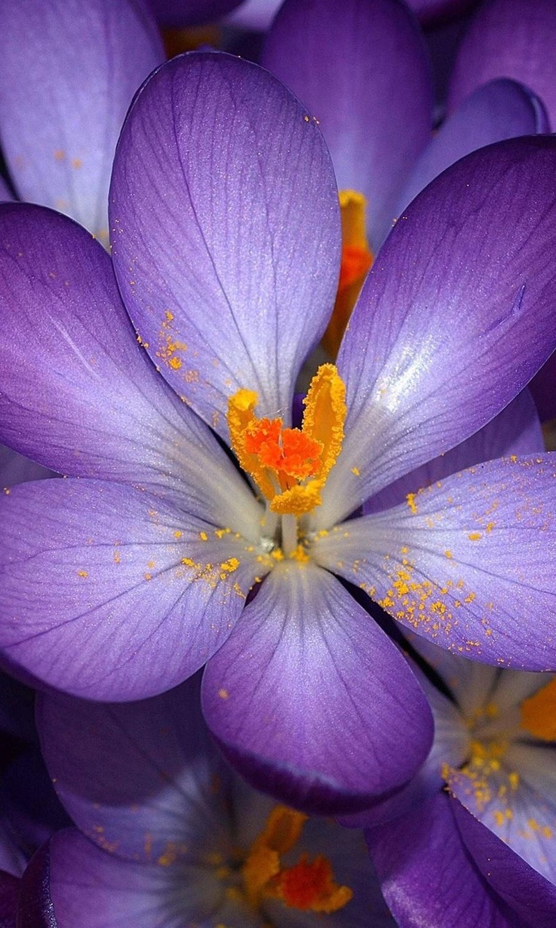 Primer plano de flores moradas con estambres amarillos (otoño, púrpura)